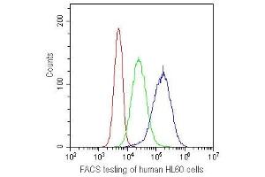 FACS testing of human HL60 cells with CD41 antibody at 1ug/10^6 cells.