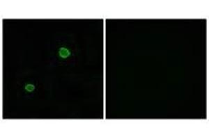 Immunofluorescence analysis of MCF-7 cells, using APOL4 antibody. (Apolipoprotein L 4 antibody  (C-Term))