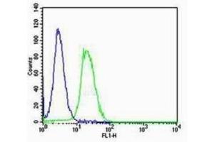 NIH/3T3 cells probed with Rabbit Anti-RAGE Polyclonal Antibody  Alexa Fluor 488 Conjugated Secondary Antibody. (Cyclin E1 antibody  (AA 375-411))