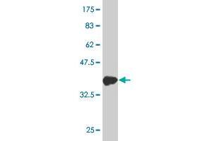Western Blot detection against Immunogen (36. (TFAP4 antibody  (AA 93-192))