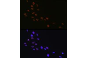Immunofluorescence (IF) image for anti-Matrin 3 (MATR3) antibody (ABIN7268414)