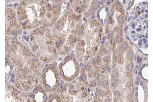 ABIN6272907 at 1/100 staining Mouse kidney tissue by IHC-P. (SQLE antibody  (C-Term))