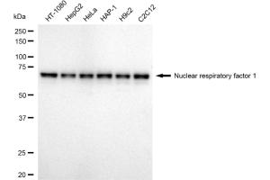 Western blotting analysis using Nuclear respiratory factor 1 antibody (ABIN7799663).