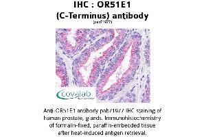 Image no. 1 for anti-Olfactory Receptor, Family 51, Subfamily E, Member 1 (OR51E1) (C-Term) antibody (ABIN1737676) (OR51E1 antibody  (C-Term))