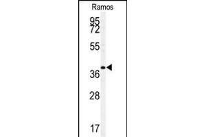 Western blot analysis of F antibody (ABIN391533 and ABIN2841486) in Ramos cell line lysates (35 μg/lane).