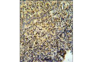 WAS Antibody IHC analysis in formalin fixed and paraffin embedded tonsil tissue followed by peroxidase conjugation of the secondary antibody and DAB staining. (WASP antibody  (AA 116-144))