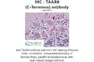 Trace Amine Associated Receptor 8 (TAAR8) (C-Term) anticorps