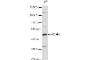 Western blot analysis of extracts of LO2 cells, using NEC antibody (ABIN7268788) at 1:1000 dilution. (NECAB1 antibody  (AA 1-351))