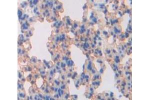 IHC-P analysis of Mouse Tissue, with DAB staining. (SLC30A5 antibody  (AA 639-751))