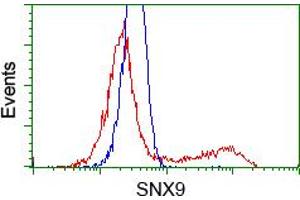 Image no. 1 for anti-Sorting Nexin 9 (SNX9) antibody (ABIN1501047) (SNX9 antibody)