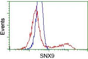 Image no. 1 for anti-Sorting Nexin 9 (SNX9) antibody (ABIN1501047) (SNX9 antibody)