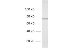 dilution: 1 : 500, sample: crude synaptic vesicle fraction of rat brain (LP2) (Uncoating ATPase (AA 391-546) antibody)