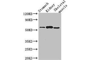 Western Blot Positive WB detected in: Mouse stomach tissue, Mouse kidney tissue, Mouse skeletal muscle tissue All lanes: PPM1H antibody at 3. (PPM1H antibody  (AA 73-289))