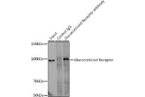 Immunoprecipitation analysis of 300 μg extracts of U-251MG cells using 3 μg Glucocorticoid Receptor antibody (ABIN7269016). (Glucocorticoid Receptor antibody)