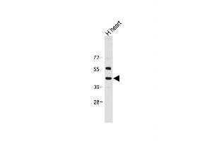 Anti-NEU2 Antibody (N-term) at 1:2000 dilution + Human heart tissue lysate Lysates/proteins at 20 μg per lane.