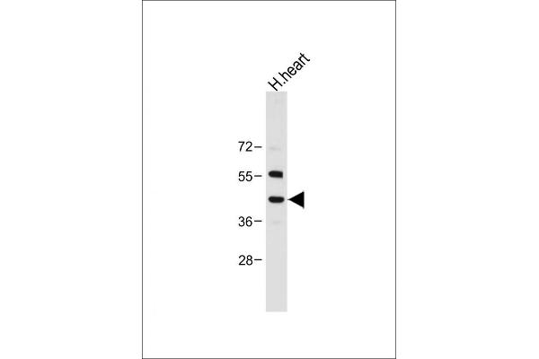 NEU2 antibody  (N-Term)