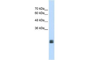 MGC33926 antibody used at 1.