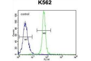 Flow cytometric analysis of K562 cells using LRIT1 Antibody (C-term) Cat. (LRIT1 antibody  (C-Term))