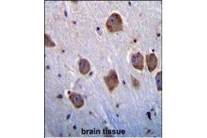 NT5DC4 Antibody (Center) (ABIN655355 and ABIN2844914) immunohistochemistry analysis in formalin fixed and paraffin embedded human brain tissue followed by peroxidase conjugation of the secondary antibody and DAB staining. (NT5DC4 antibody  (AA 172-200))