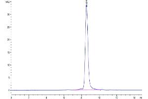 The purity of Human MXRA8 is greater than 95 % as determined by SEC-HPLC.