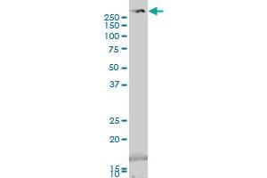 TRIO antibody  (AA 1961-2070)