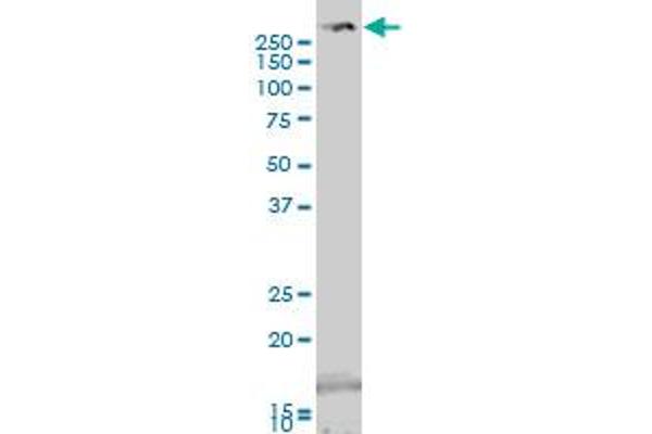 TRIO antibody  (AA 1961-2070)