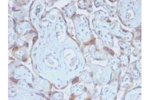 Formalin-fixed, paraffin-embedded human Placenta stained with TIMP2 Rabbit Recombinant Monoclonal Antibody (TIMP2/2488R). (Recombinant TIMP2 antibody  (N-Term))