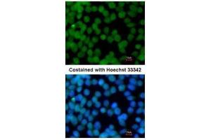 ICC/IF Image Immunofluorescence analysis of paraformaldehyde-fixed mouse ESC D3, using Flightless I, antibody at 1:200 dilution. (Flightless I antibody  (Internal Region))