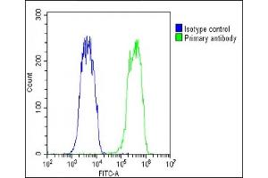 Overlay histogram showing Hela cells stained with (ABIN6242906 and ABIN6578758)(green line). (OVGP1 antibody  (AA 107-137))