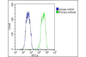 Overlay histogram showing Hela cells stained with (ABIN6242906 and ABIN6578758)(green line).