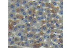 Figure. (Coagulation Factor IX antibody  (AA 241-463))