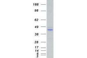 Western Blotting (WB) image for serum/glucocorticoid Regulated Kinase 2 (SGK2) (Transcript Variant 1) protein (Myc-DYKDDDDK Tag) (ABIN2731932)