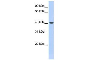 Septin 2 antibody used at 1 ug/ml to detect target protein. (Septin 2 antibody  (N-Term))