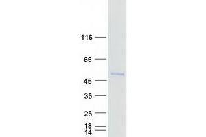 FOXD4L1 Protein (Myc-DYKDDDDK Tag)