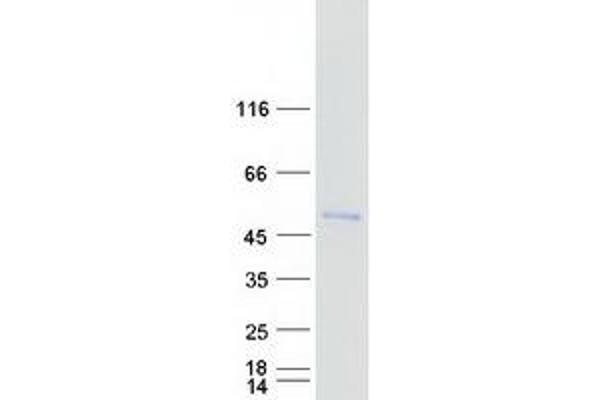 FOXD4L1 Protein (Myc-DYKDDDDK Tag)