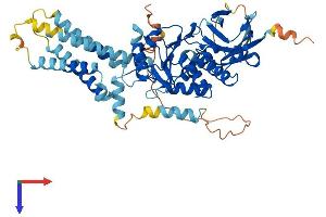 TPTE Protein (AA 1-551) (His tag)