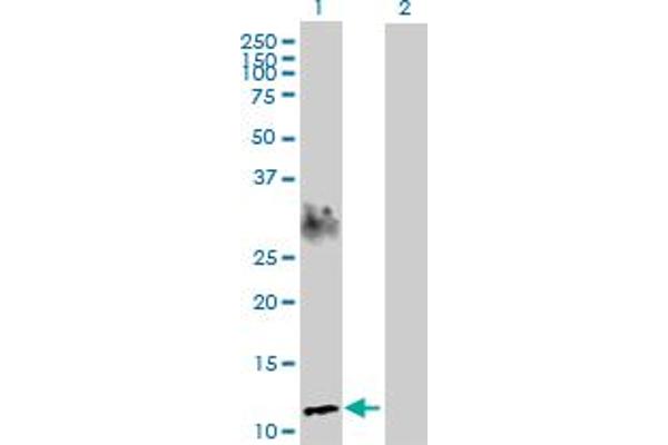 SPEG antibody  (AA 1-113)