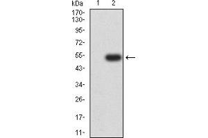 Western blot analysis using HAVCR1 mAb against HEK293 (1) and HAVCR1 (AA: 70-290)-hIgGFc transfected HEK293 (2) cell lysate. (HAVCR1 antibody  (AA 70-290))