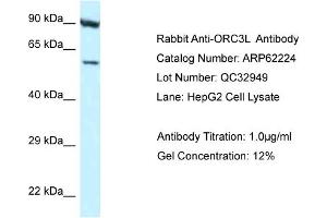 Western Blotting (WB) image for anti-Origin Recognition Complex, Subunit 3 (ORC3) (N-Term) antibody (ABIN971328) (ORC3 antibody  (N-Term))