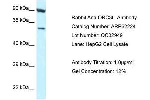 Western Blotting (WB) image for anti-Origin Recognition Complex, Subunit 3 (ORC3) (N-Term) antibody (ABIN2789072) (ORC3 antibody  (N-Term))