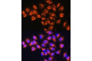 Immunofluorescence analysis of HeLa cells using NPB Rabbit pAb (ABIN7268885) at dilution of 1:100. (Neuropeptide B antibody  (AA 1-125))
