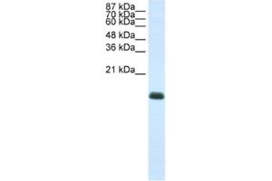 Western Blotting (WB) image for anti-Zinc Finger Protein 786 (ZNF786) antibody (ABIN2461987) (ZNF786 antibody)