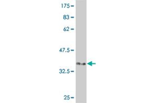 CDK12 antibody  (AA 1281-1380)