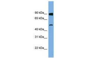 FAM160B1 antibody  (AA 35-84)