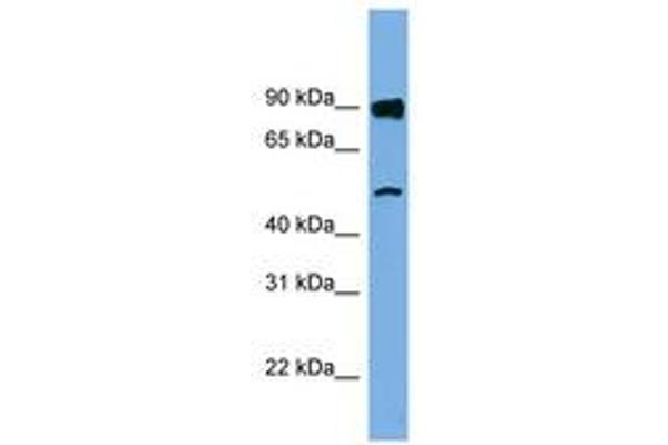 FAM160B1 antibody  (AA 35-84)