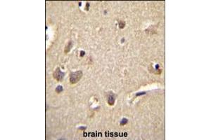 S100A1 Antibody immunohistochemistry analysis in formalin fixed and paraffin embedded human brain tissue followed by peroxidase conjugation of the secondary antibody and DAB staining. (S100A1 antibody  (C-Term))