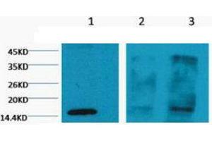 Western Blot (WB) analysis of 1) HeLa, 2) Rat Testis tissue, 3) Raw 264. (Histone 3 antibody  (H3K4me3))