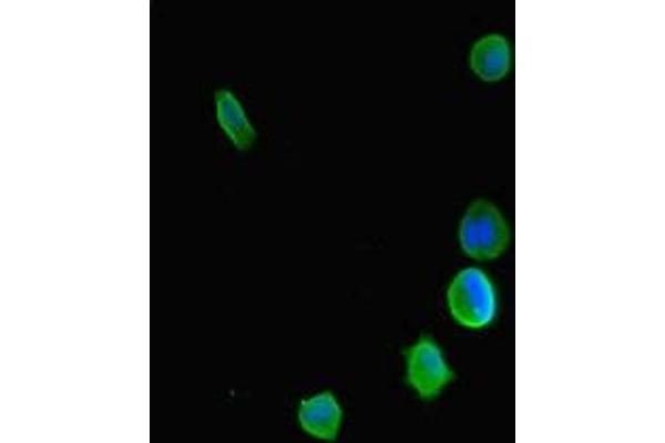 KDM5C antibody  (AA 45-324)