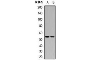 Western blot analysis of p53 expression in HEK293T (A), COLO205 (B) whole cell lysates. (p53 antibody)