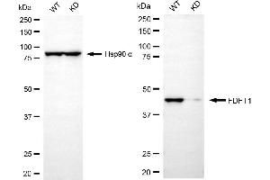 Western blotting analysis using FDFT1 antibody (ABIN7798572). (Recombinant FDFT1 antibody)